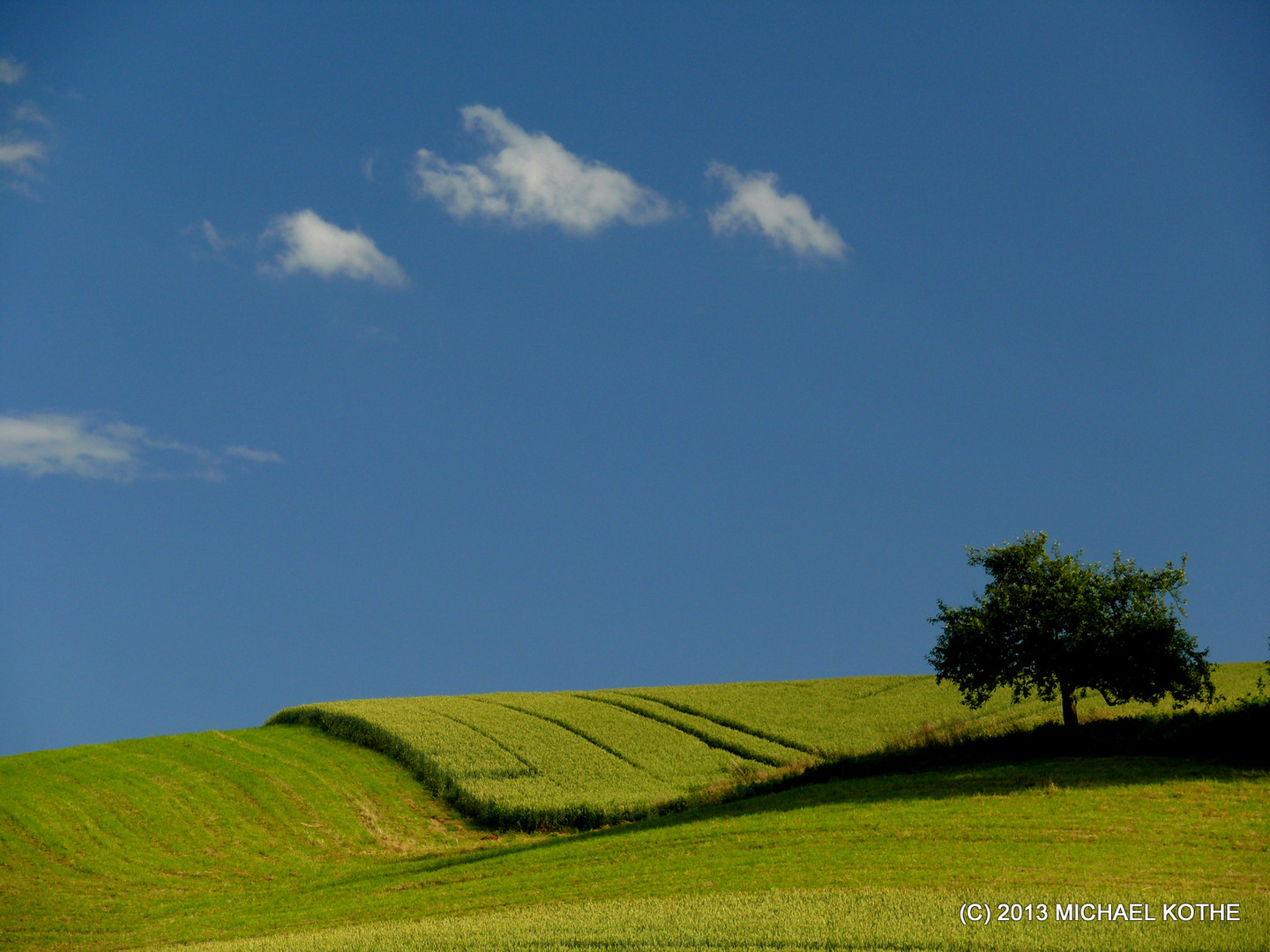 Sommerwiese