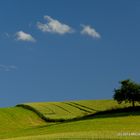 Sommerwiese