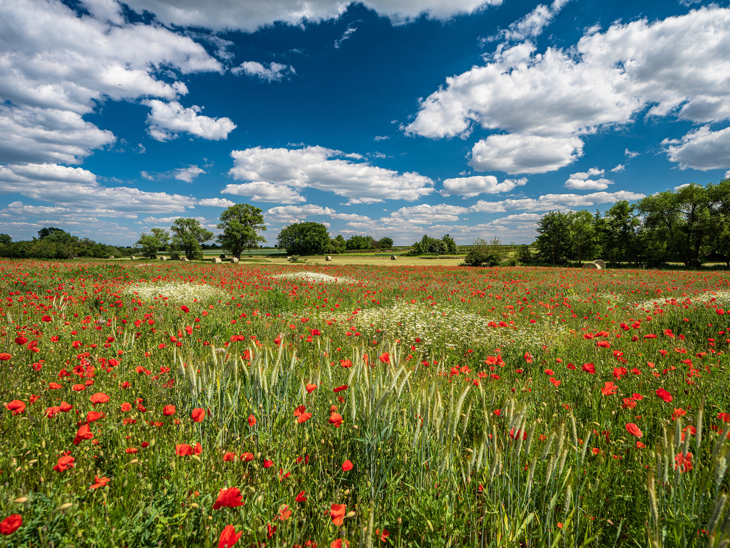 Sommerwiese