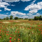 Sommerwiese