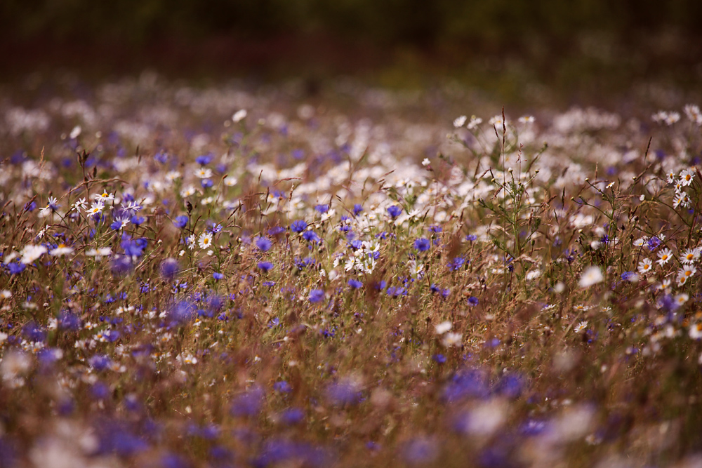 Sommerwiese