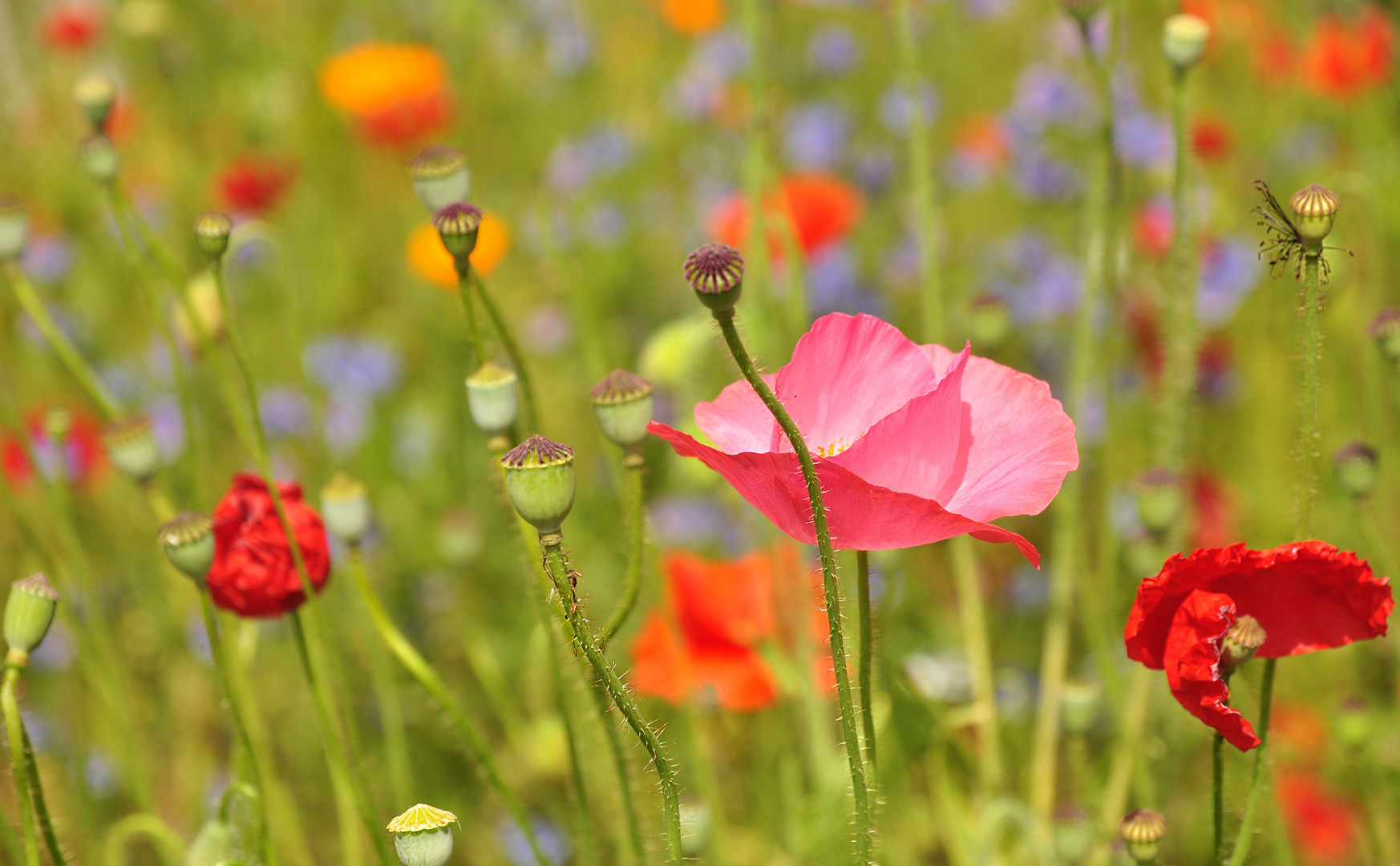 sommerwiese