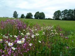 Sommerwiese