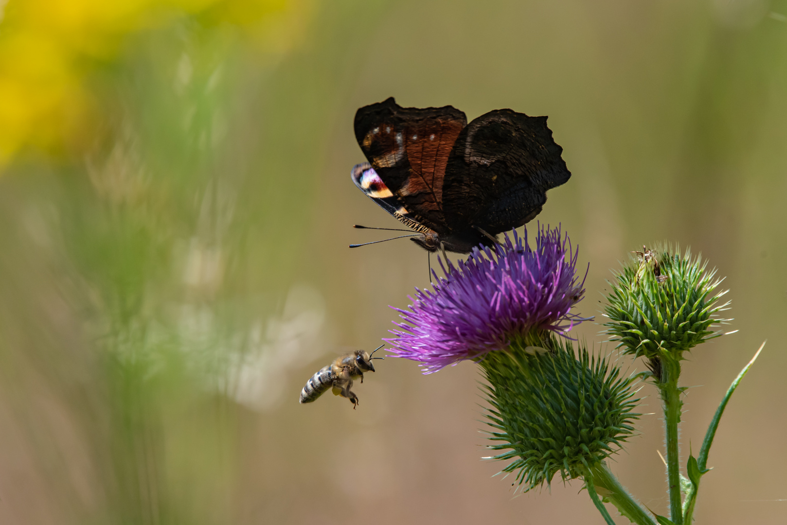 Sommerwiese......