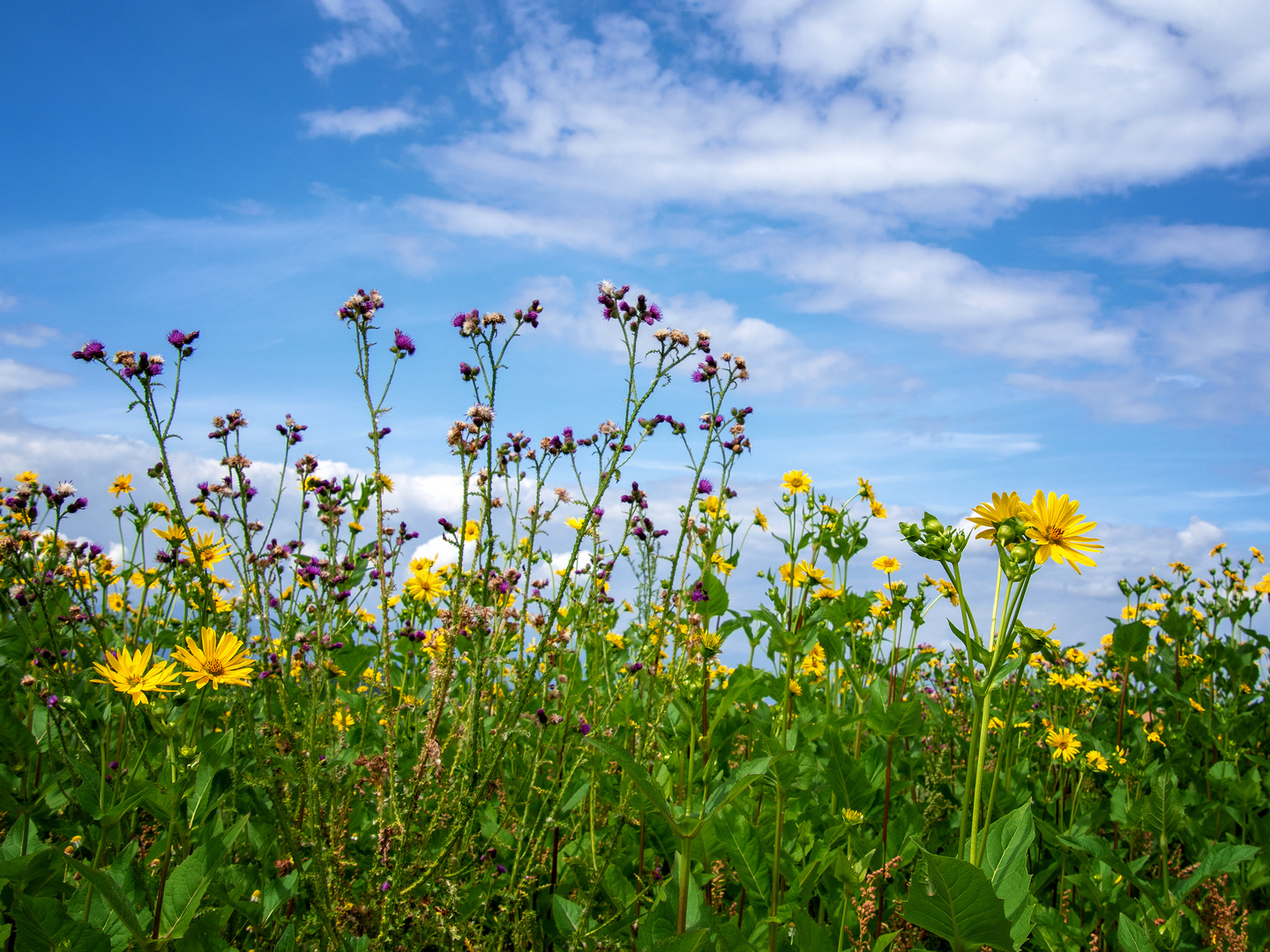 Sommerwiese