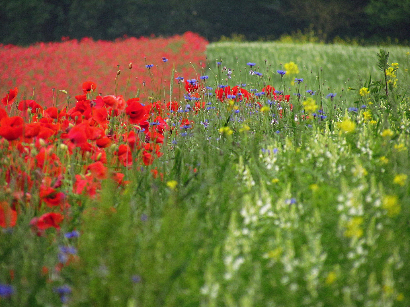 Sommerwiese