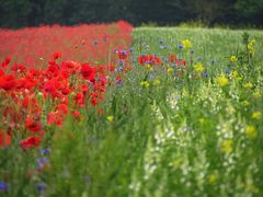 Sommerwiese