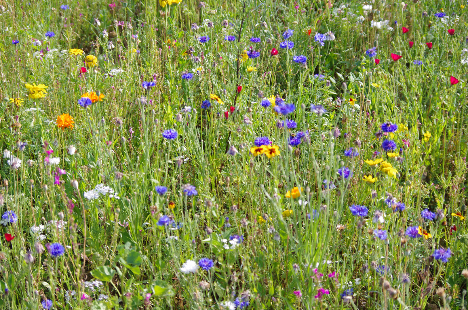 Sommerwiese