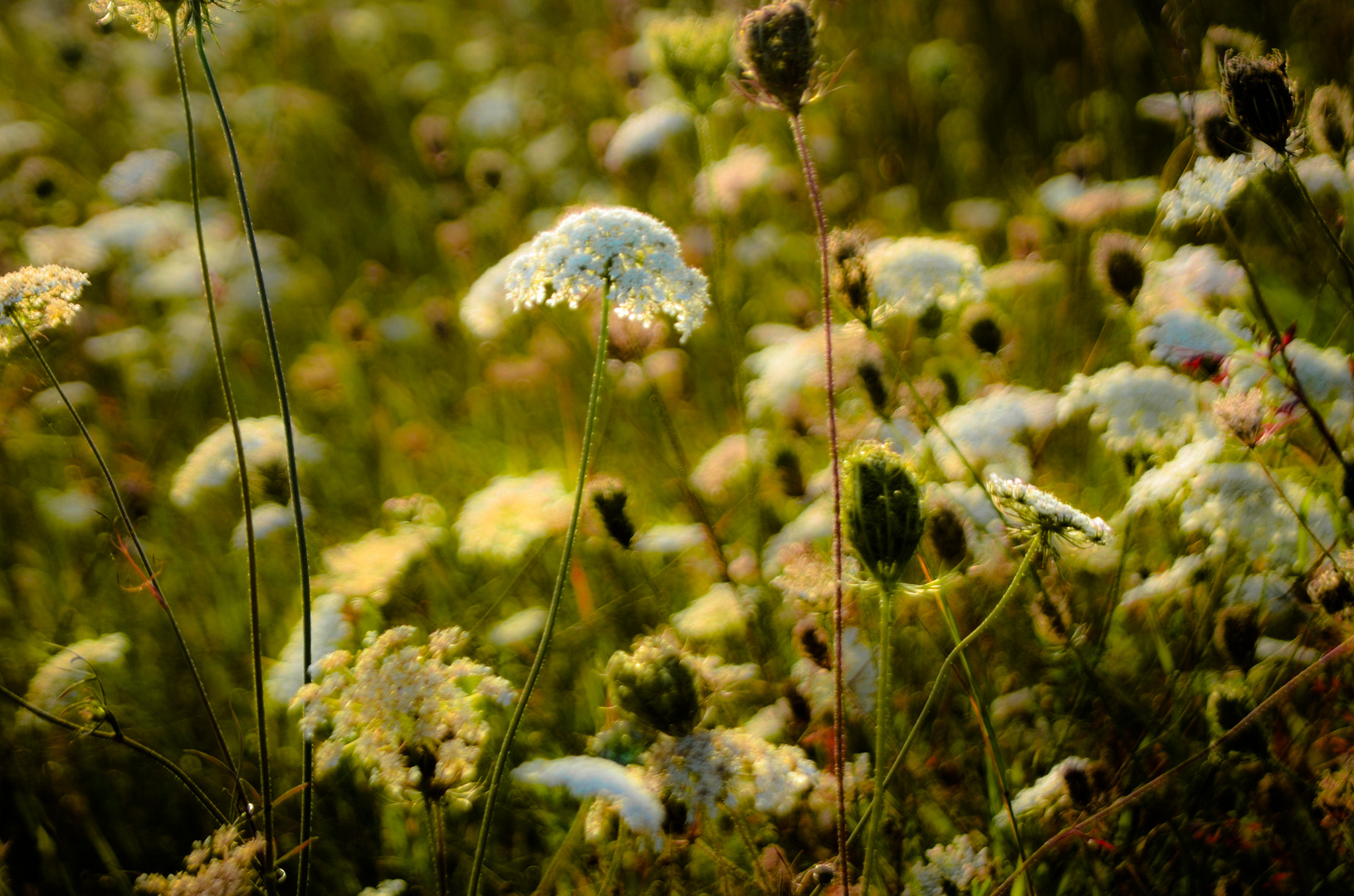 Sommerwiese