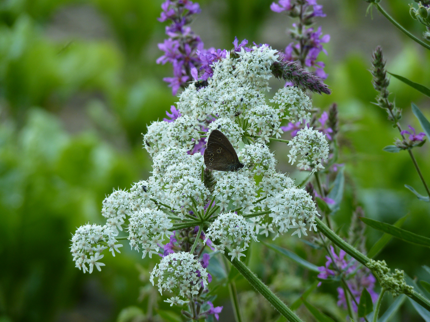 Sommerwiese