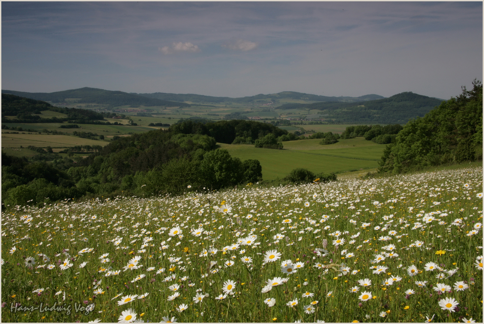 Sommerwiese