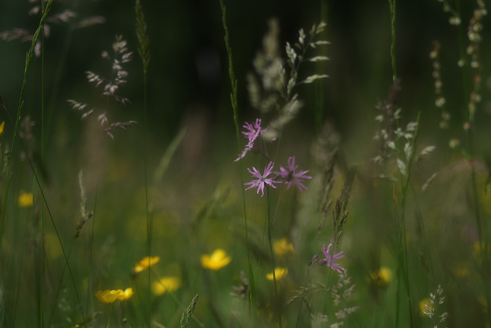 * Sommerwiese *