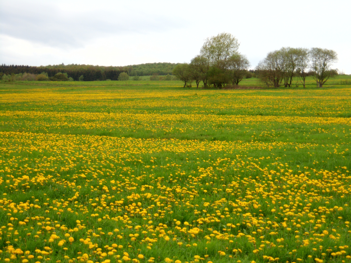 Sommerwiese