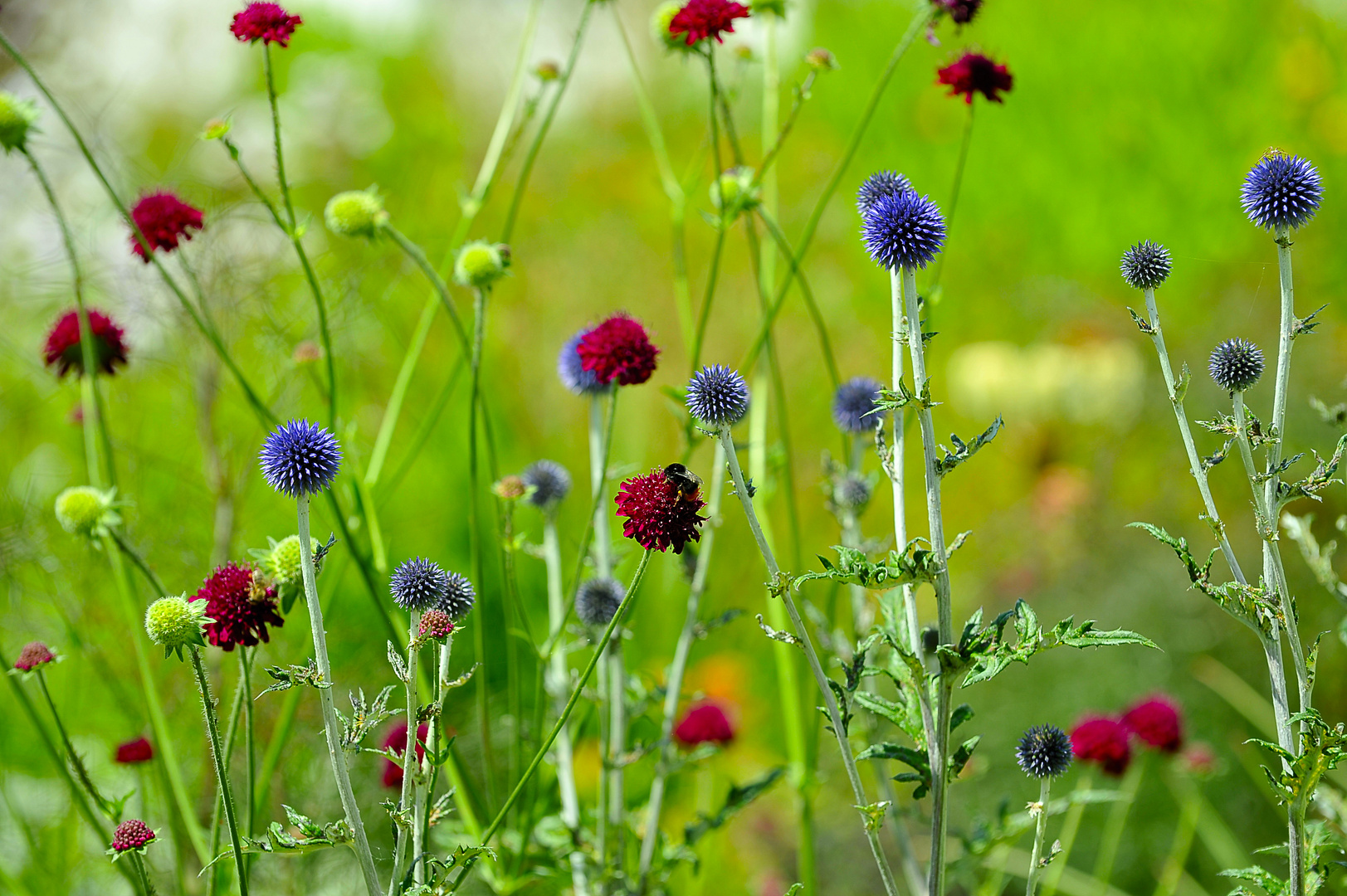 Sommerwiese