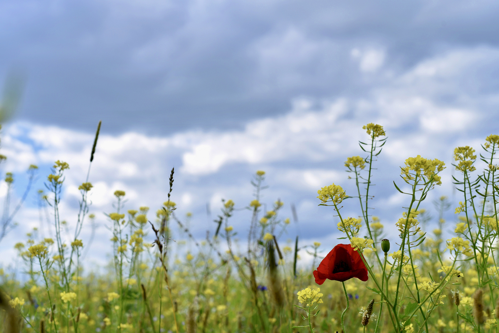 Sommerwiese