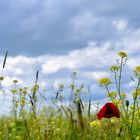 Sommerwiese