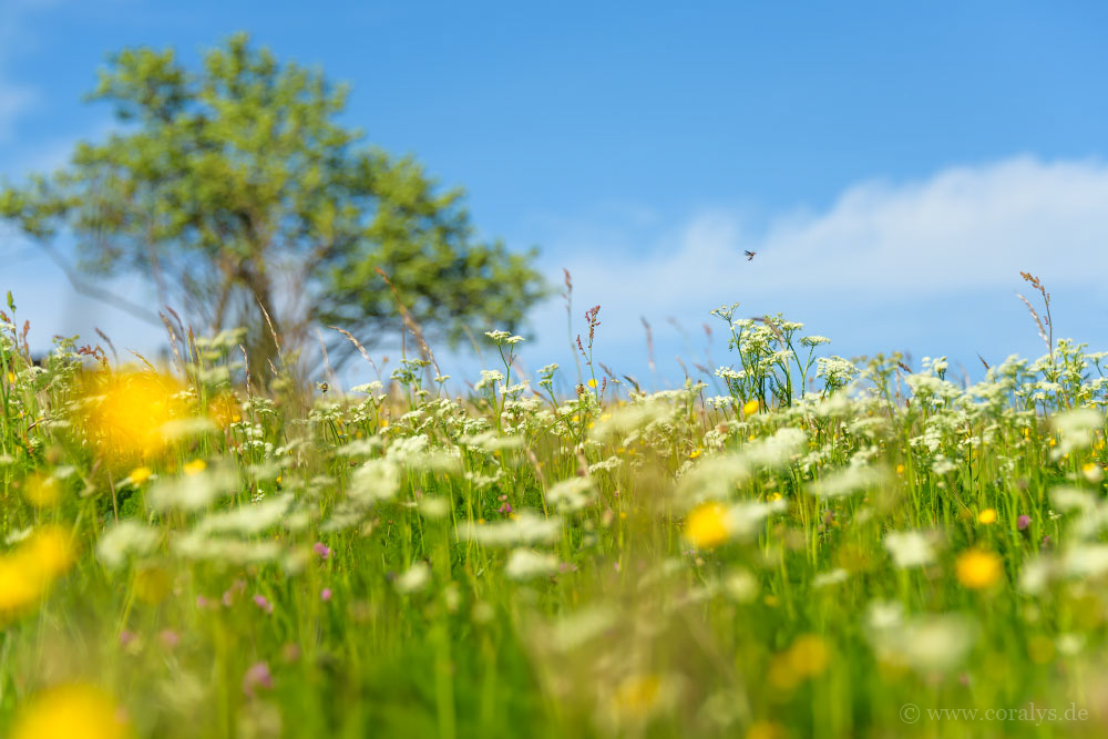 Sommerwiese