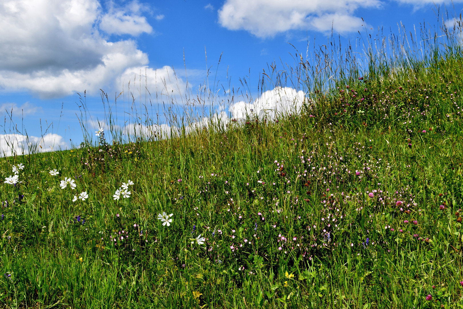 Sommerwiese