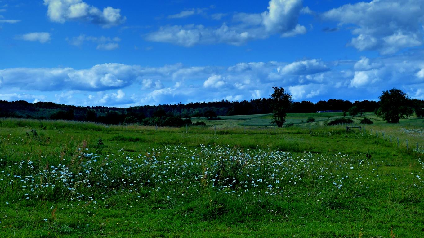 Sommerwiese