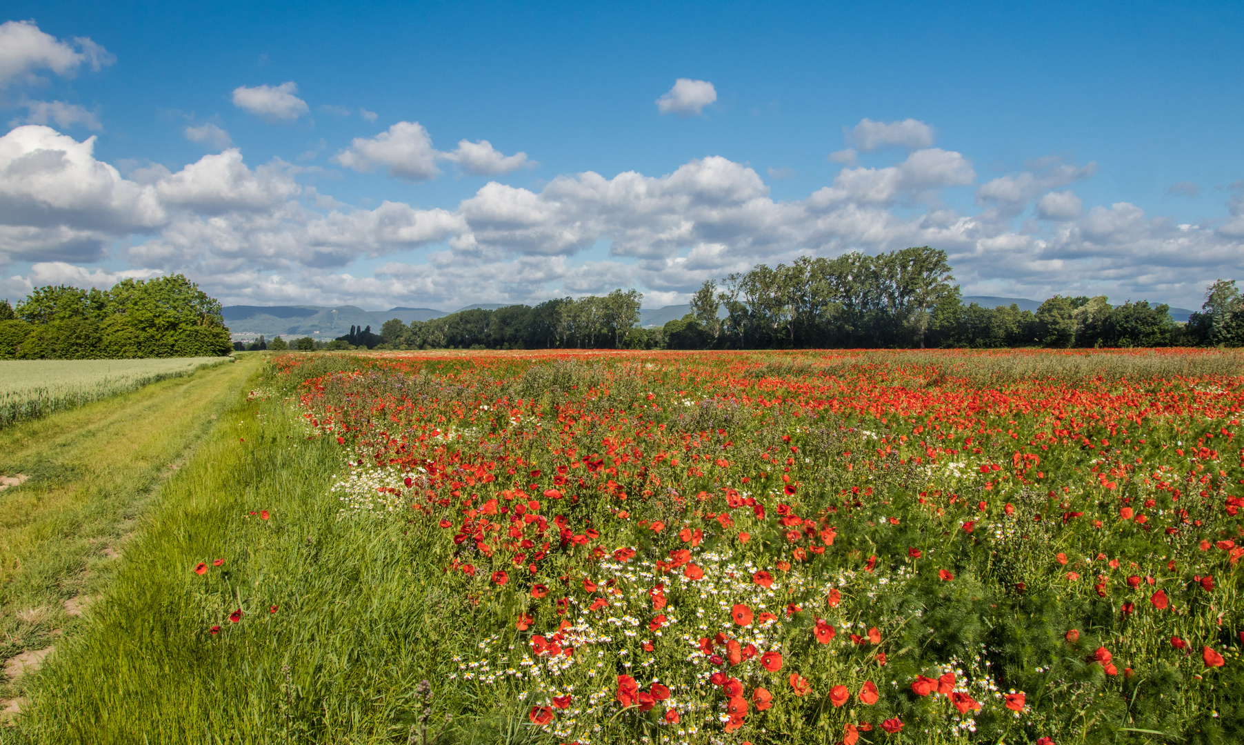 Sommerwiese