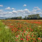 Sommerwiese