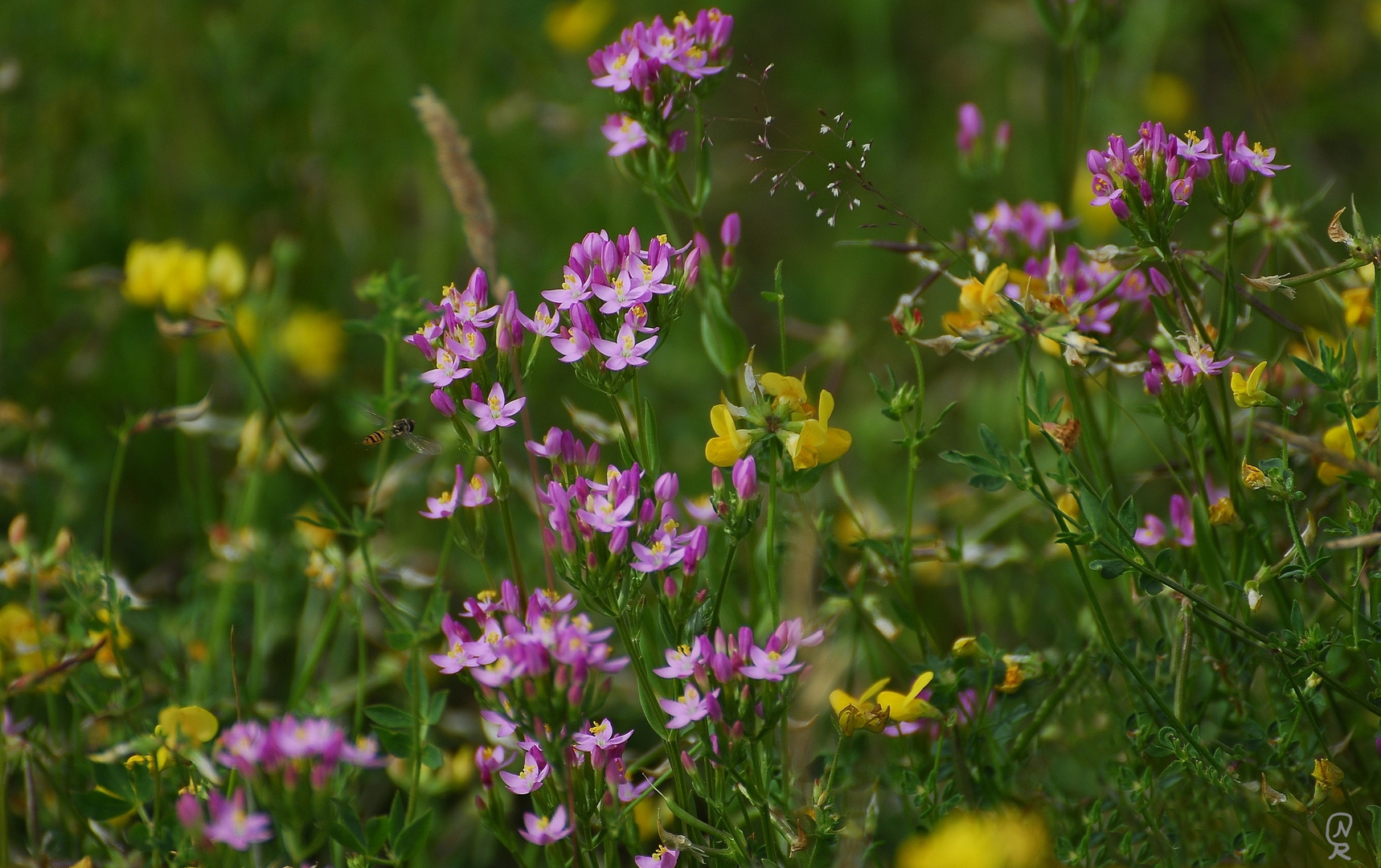 Sommerwiese