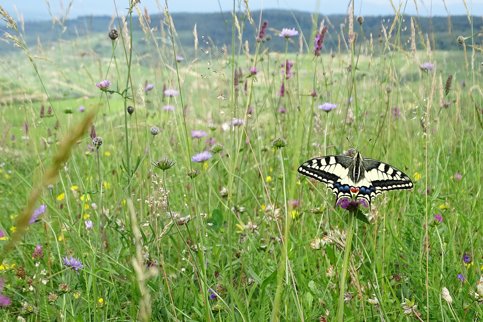 Sommerwiese