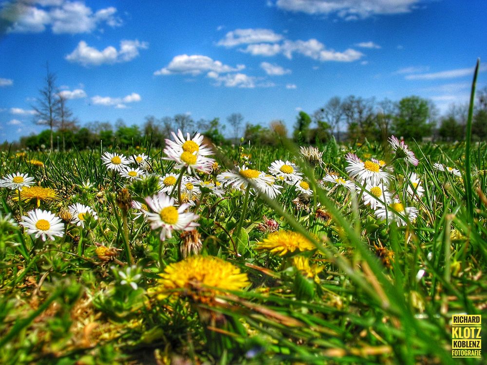 Sommerwiese