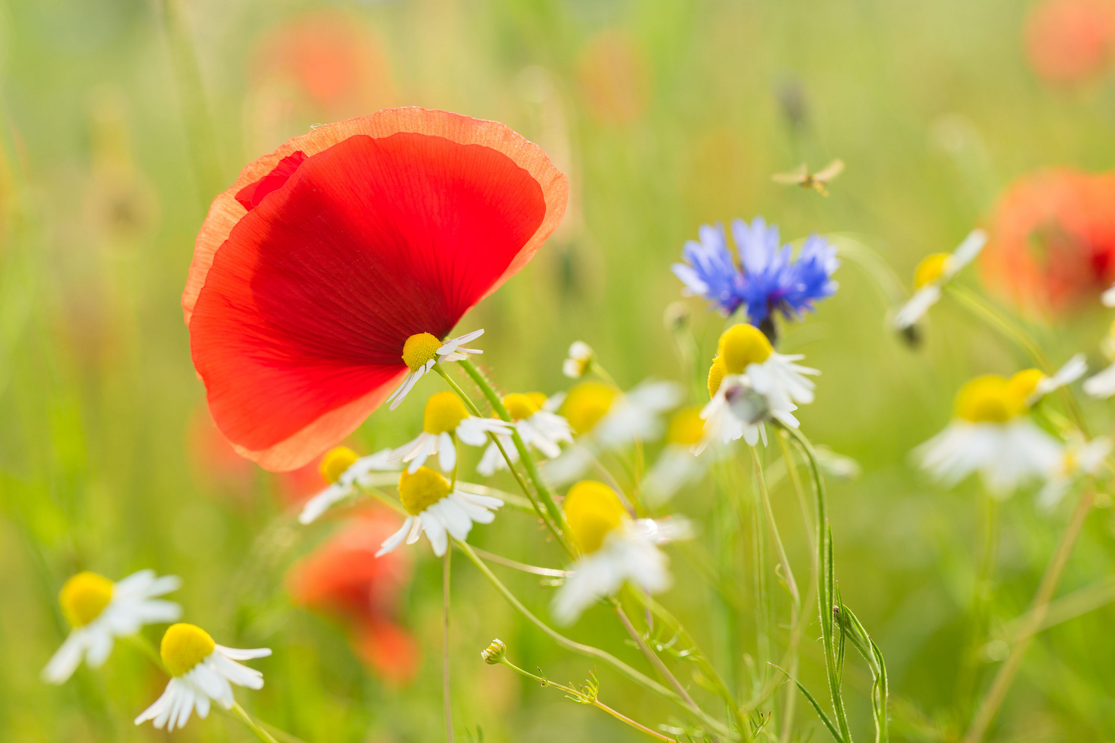 Sommerwiese