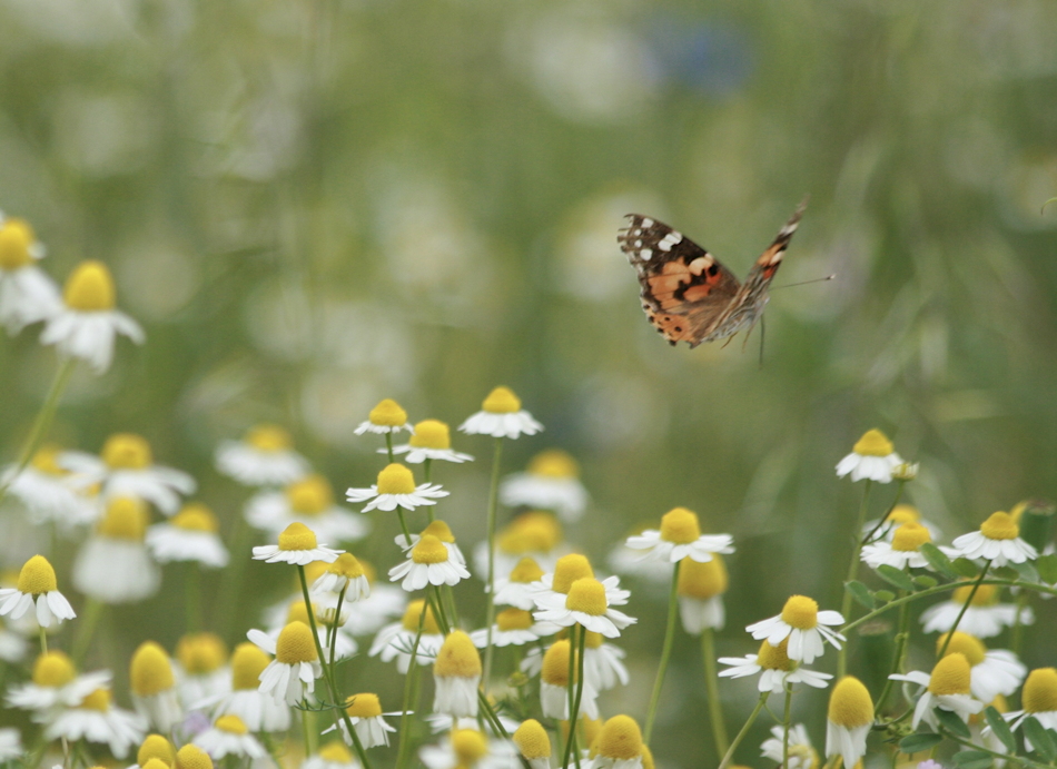 Sommerwiese