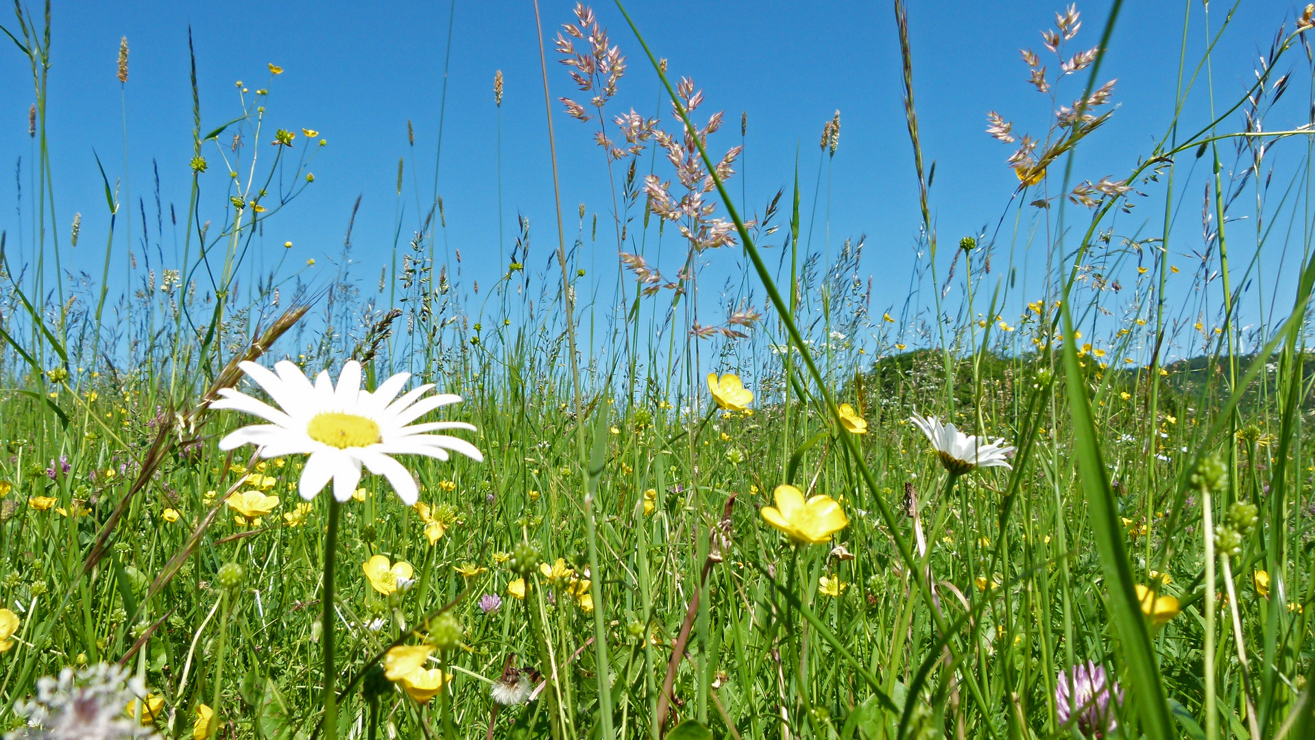 Sommerwiese