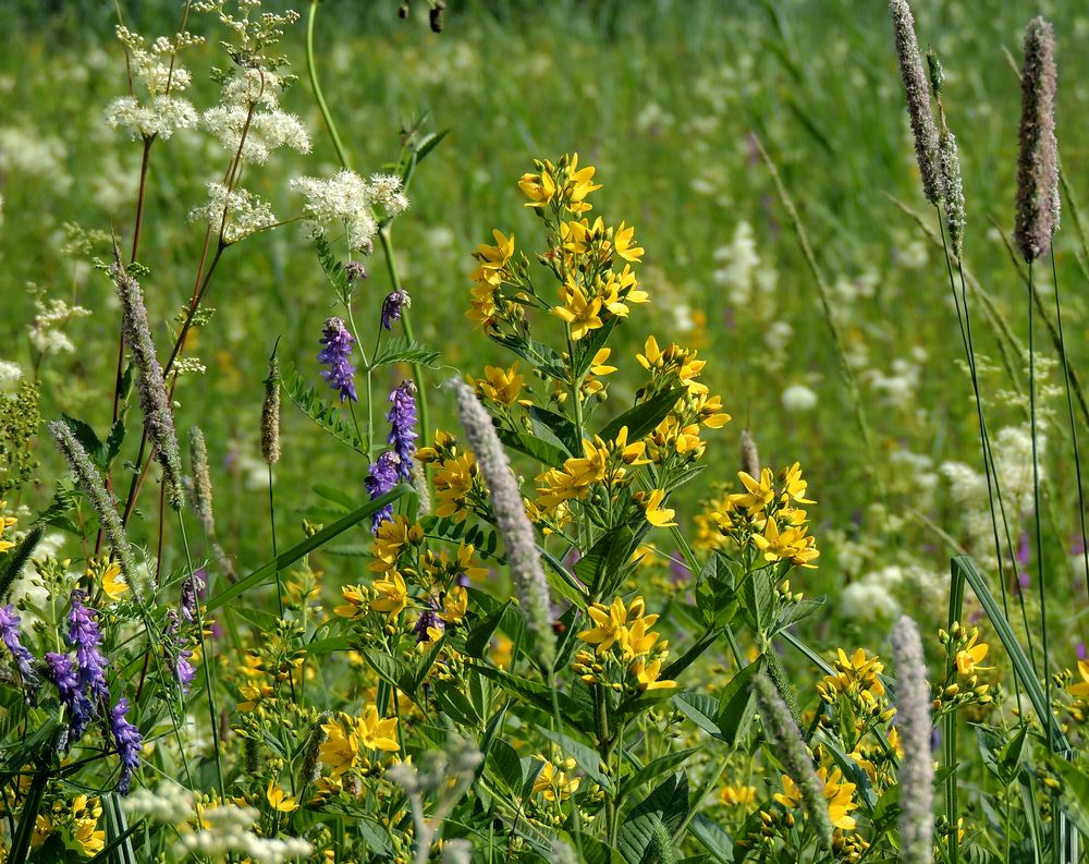 Sommerwiese