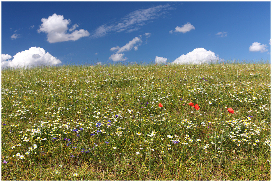 Sommerwiese