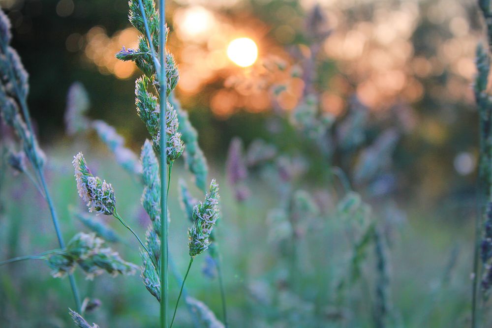 Sommerwiese von LucysArt 