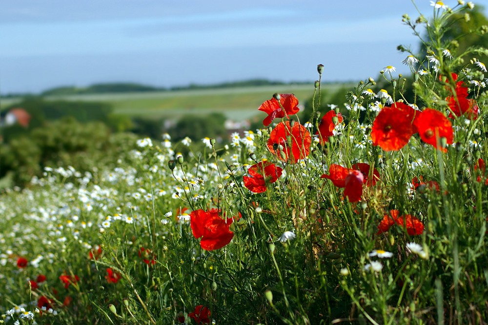 Sommerwiese