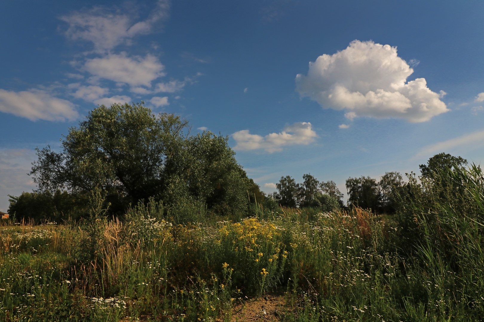 Sommerwiese