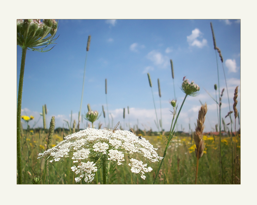 Sommerwiese