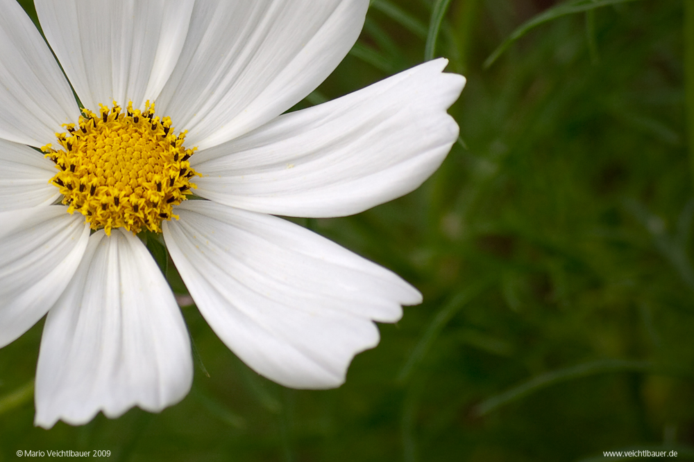 Sommerwiese