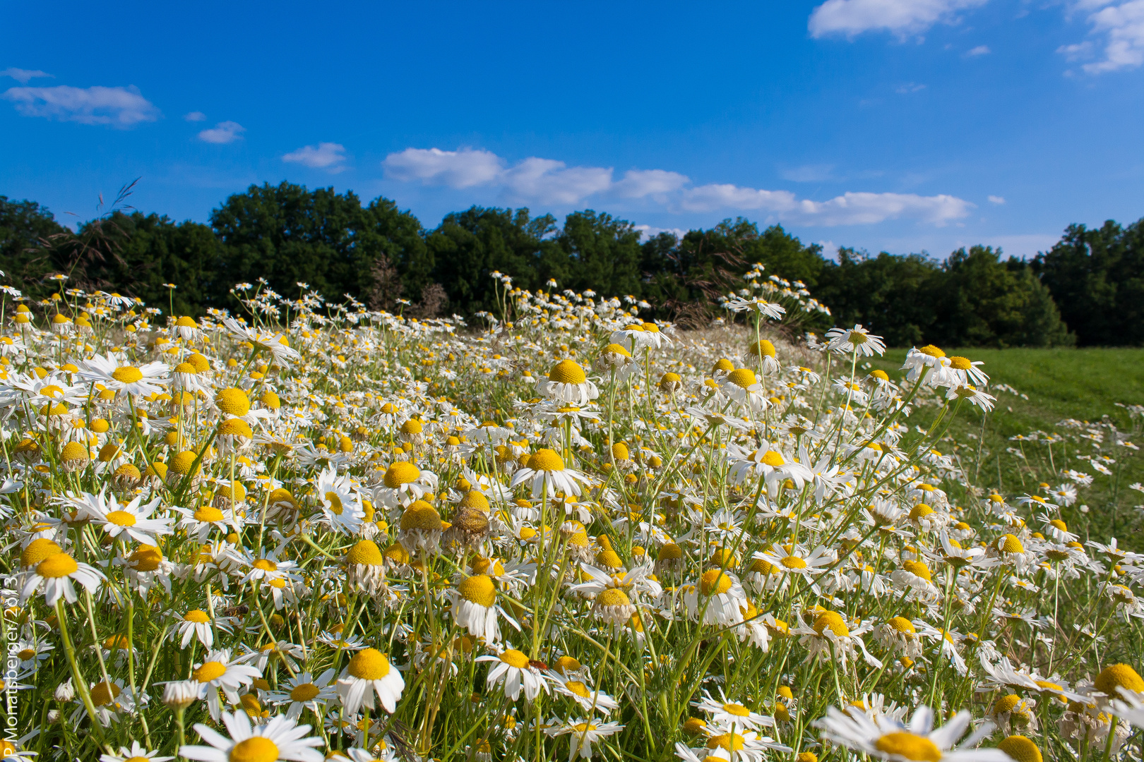 Sommerwiese