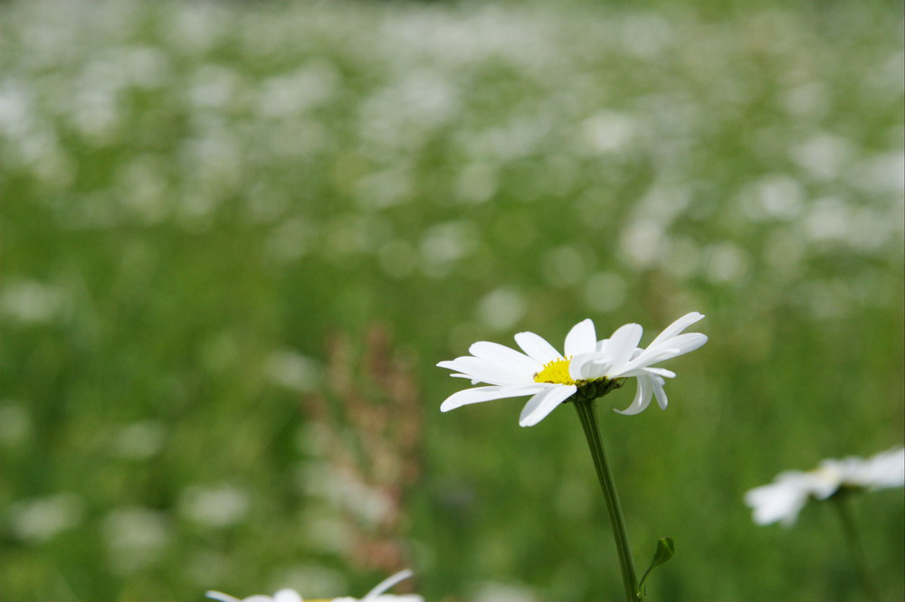 Sommerwiese