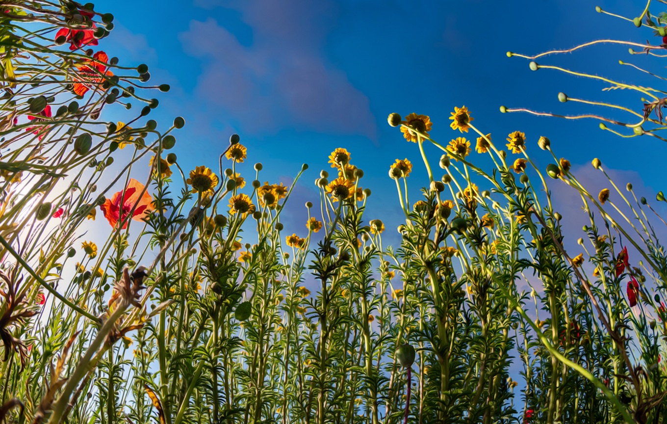 Sommerwiese 