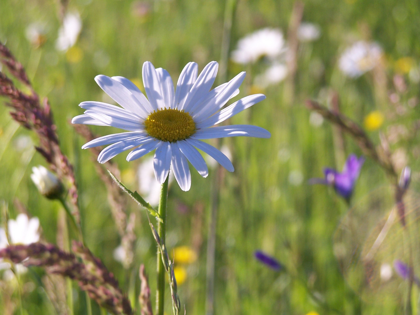 Sommerwiese