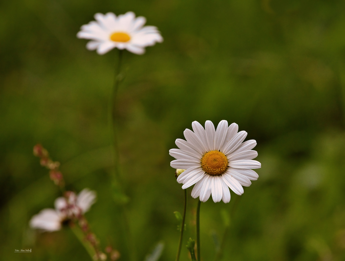 Sommerwiese