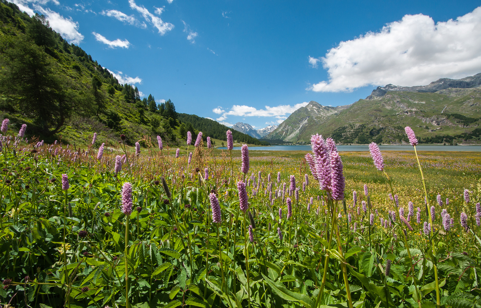 Sommerwiese