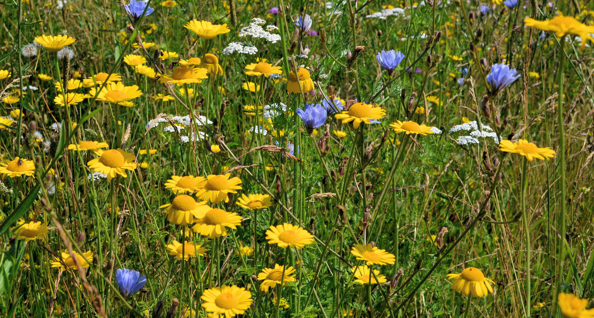 Sommerwiese