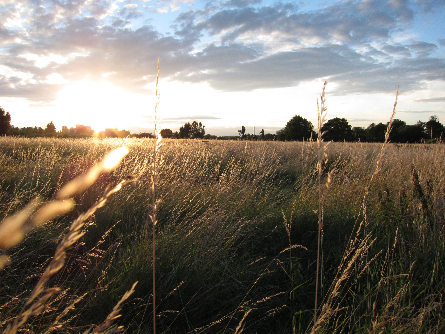 Sommerwiese