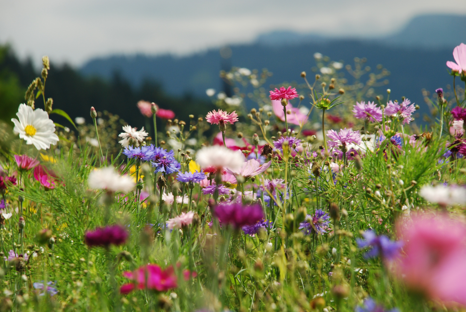 Sommerwiese