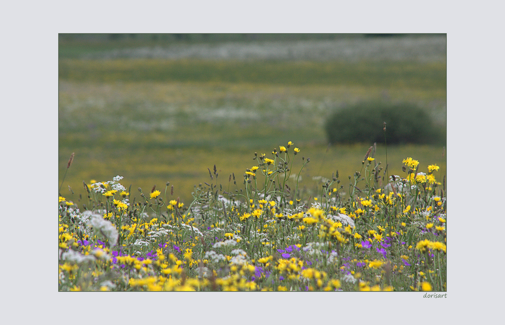 Sommerwiese