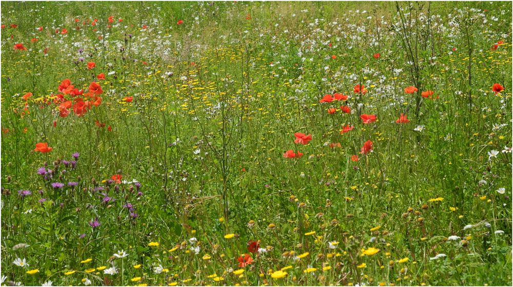 Sommerwiese