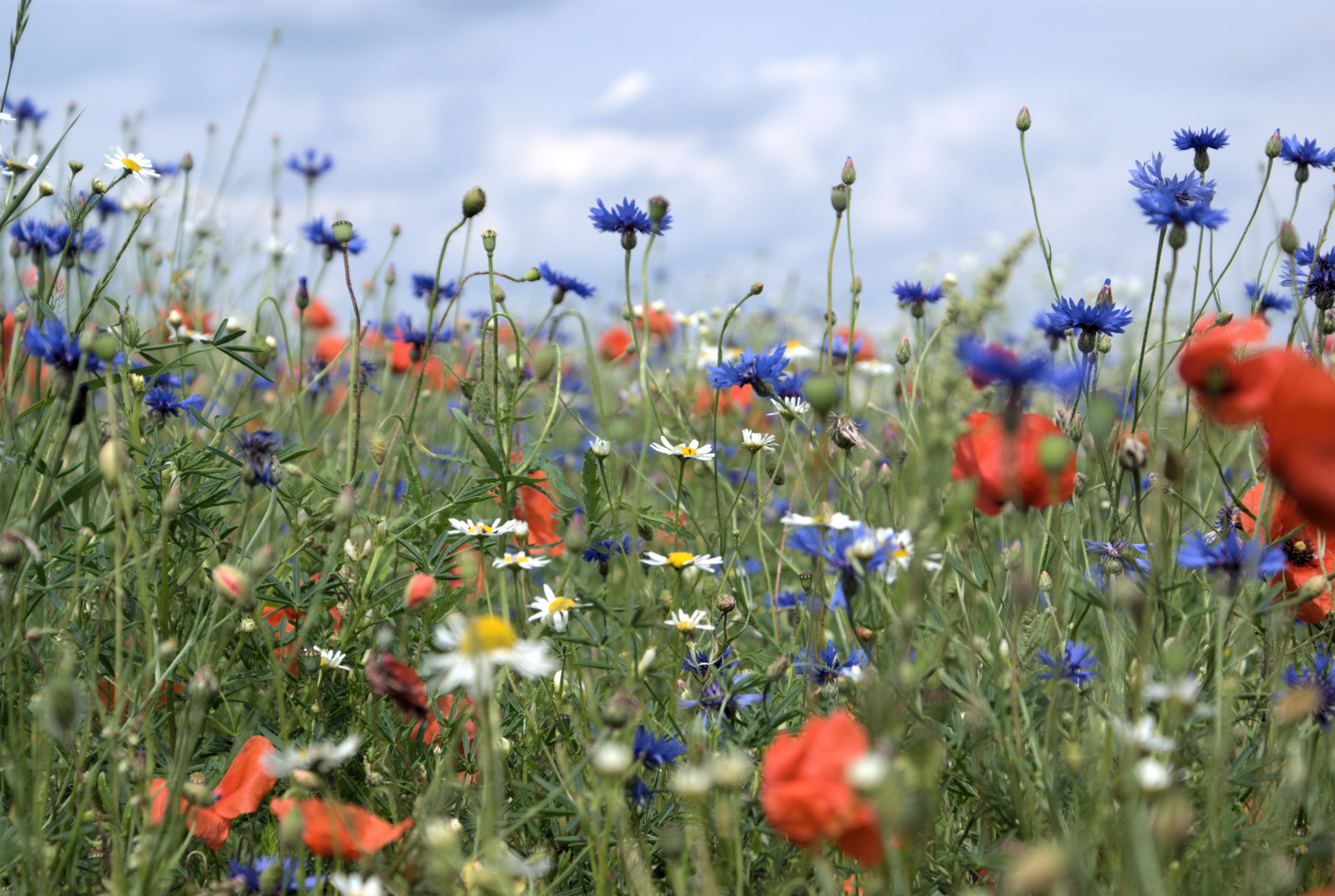 Sommerwiese